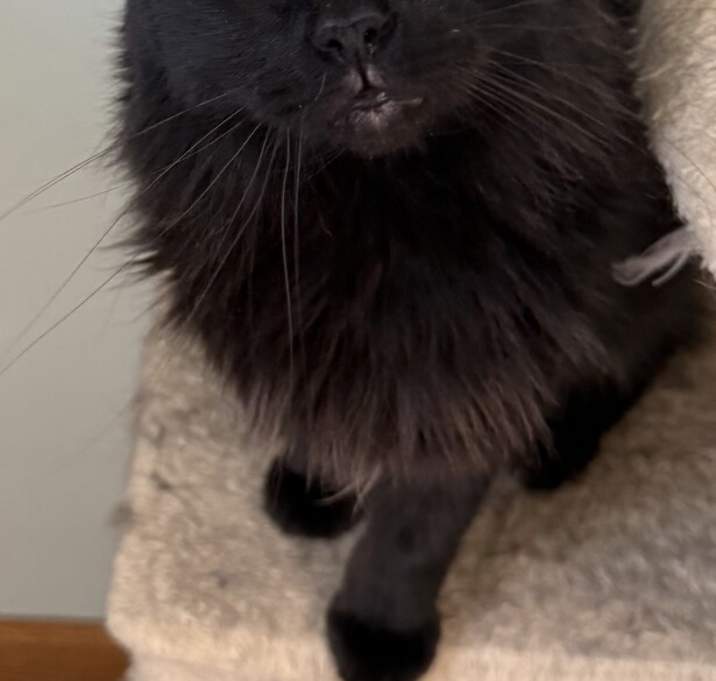 Photo of Teddy (25-051 C)