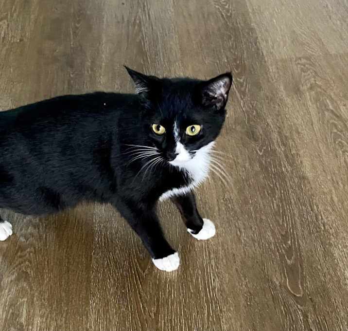 Photo of Bella