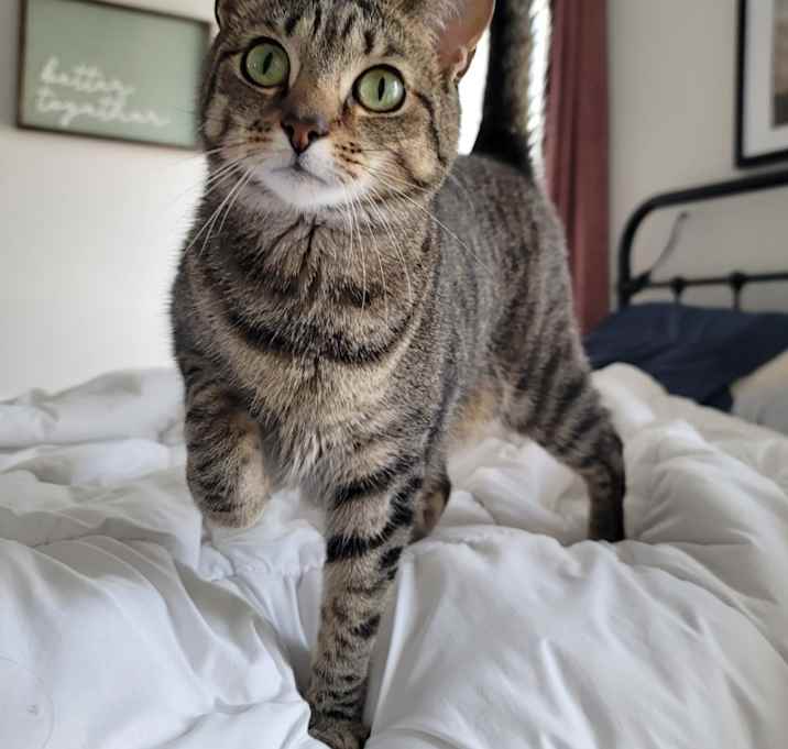Photo of Moose