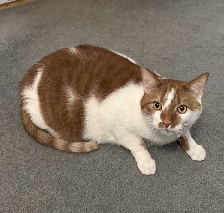 Photo of Simba
