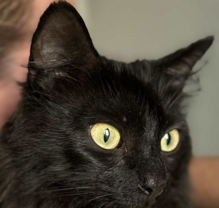 Photo of Nova