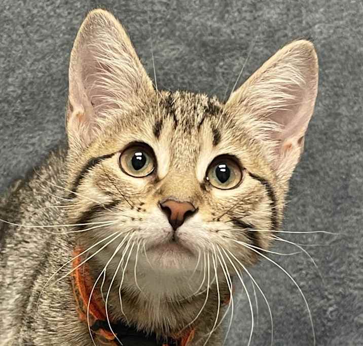 Photo of Cosmo
