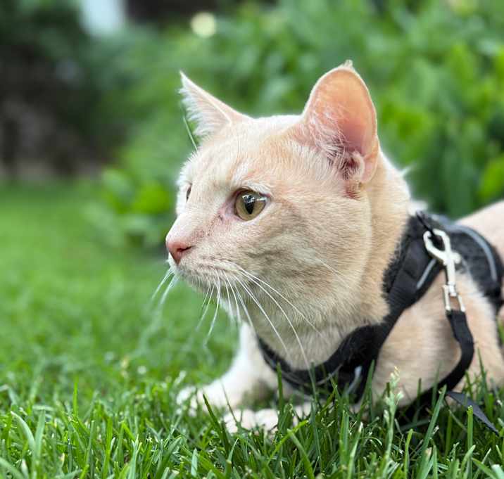 Photo of Romeo