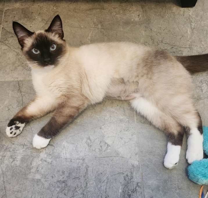 Photo of Marshmallow