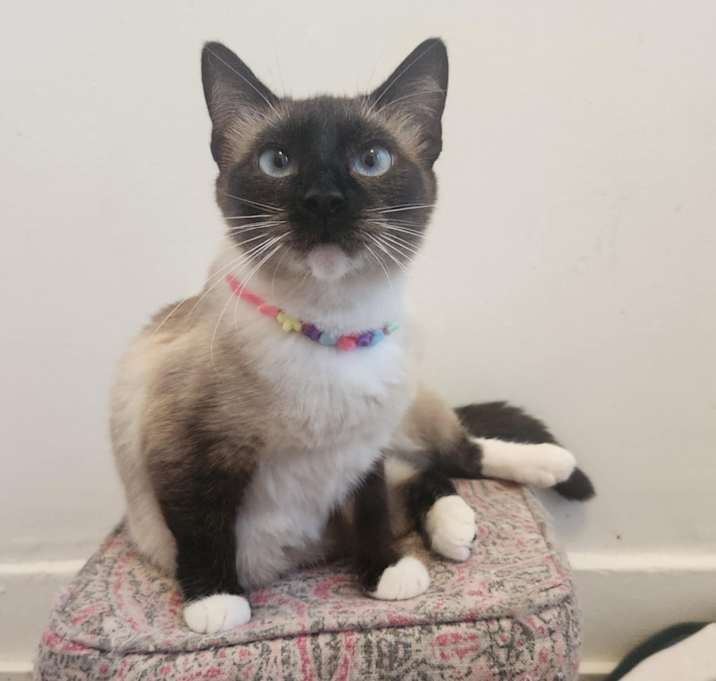 Photo of Luna