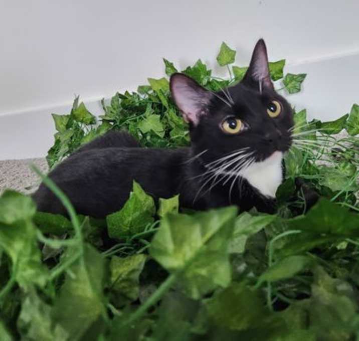 Photo of PIPER