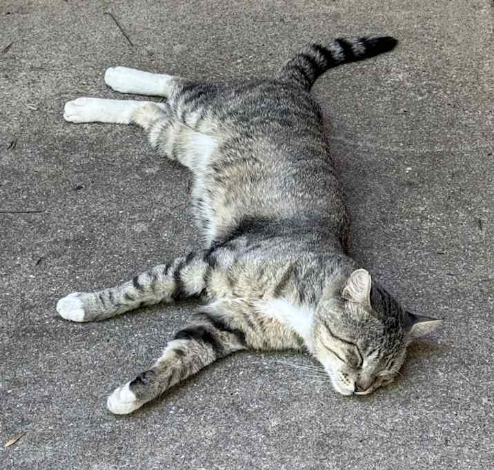 Photo of Nacho