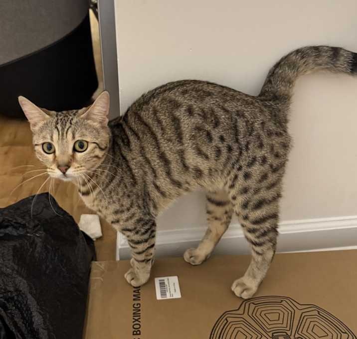 Photo of Tiger