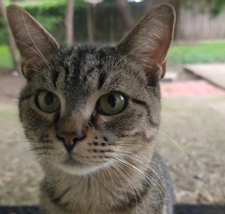 Photo of Moose