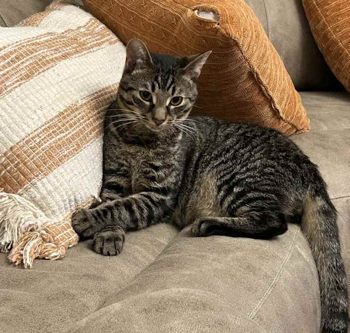 Photo of Vesper