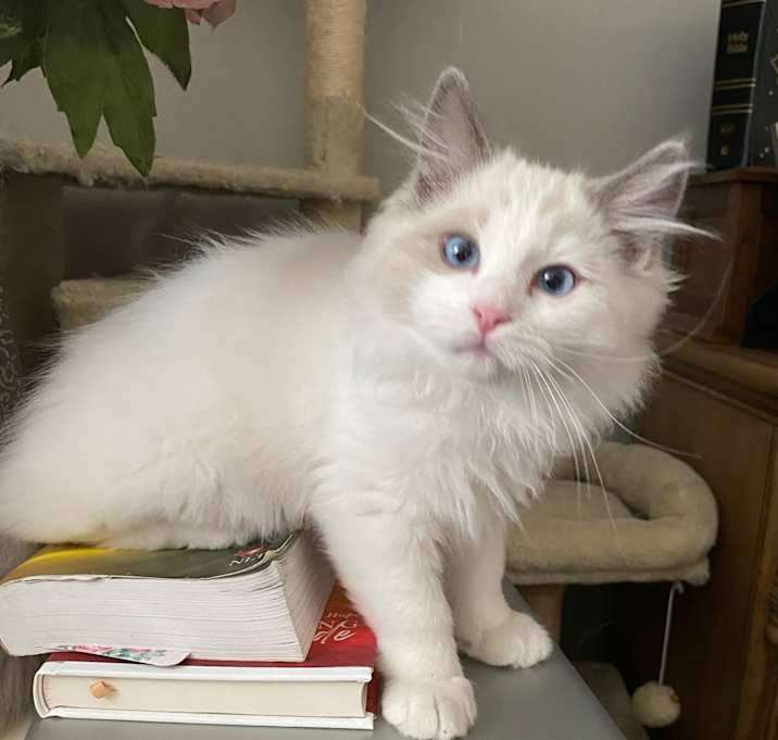 Photo of Finley