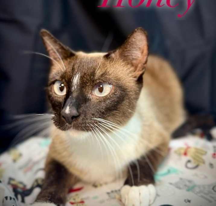 Photo of Honey