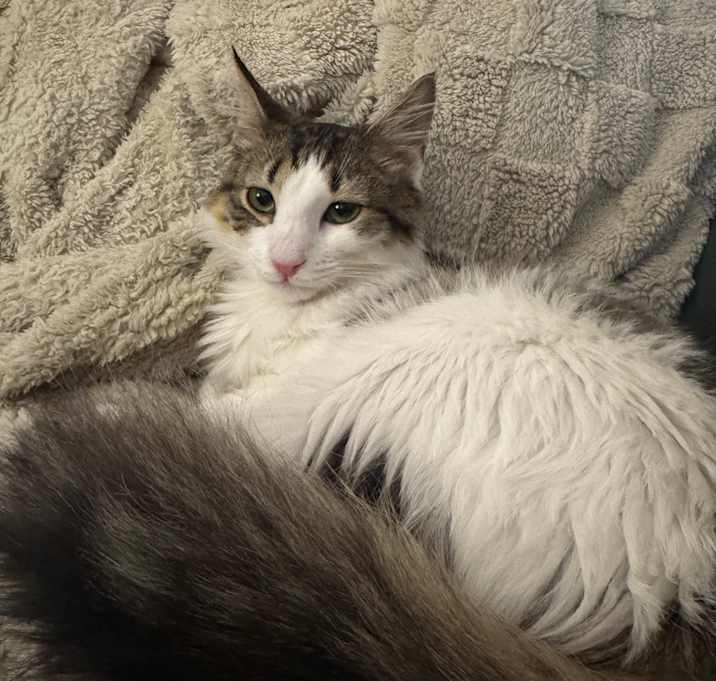 Photo of Chester