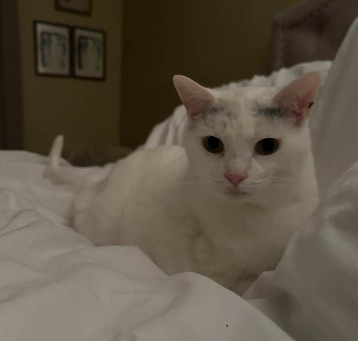 Photo of Coco