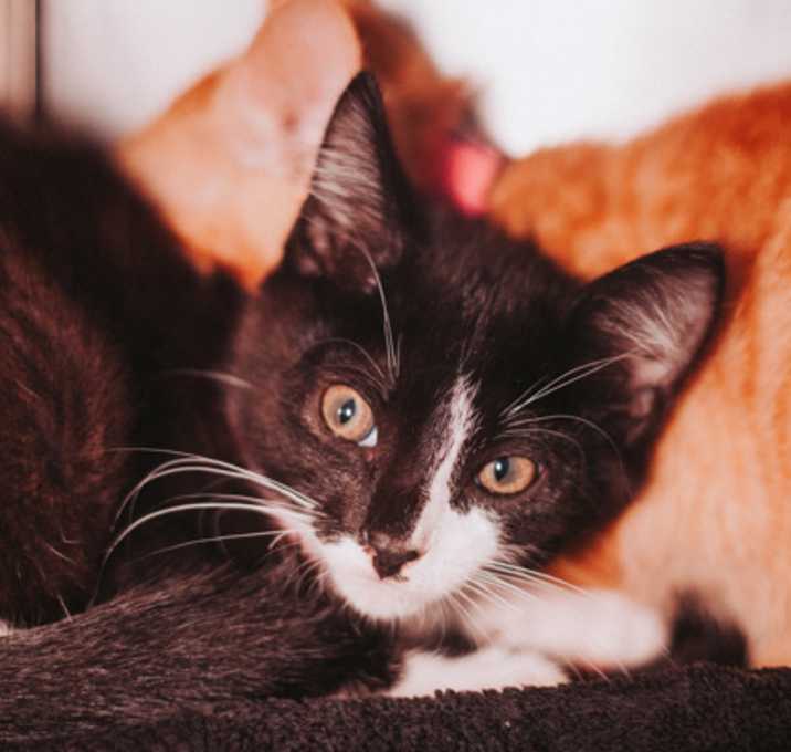 Photo of 84501a Jacob - Barn Cat