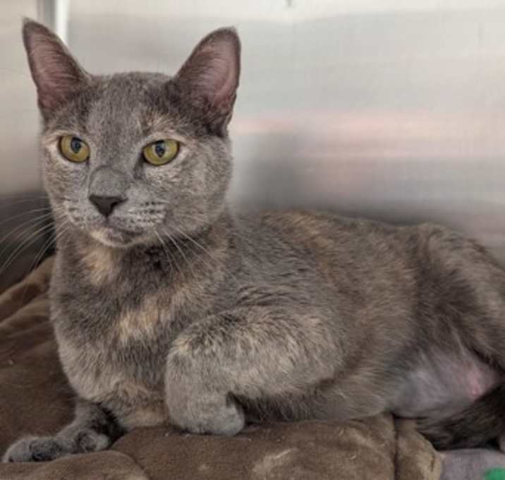 Photo of Missy