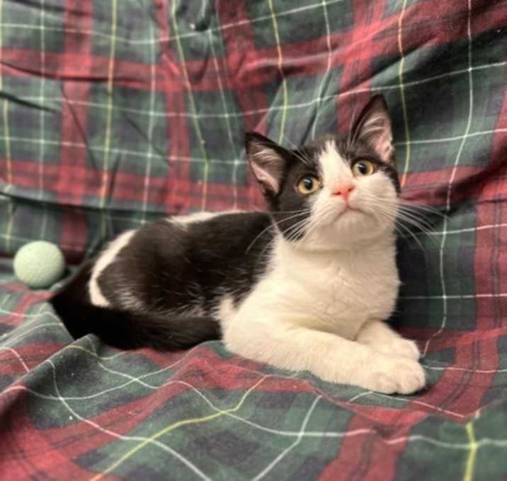 Photo of Shego