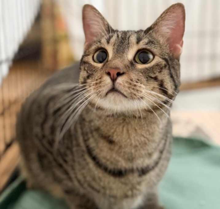 Photo of Felix