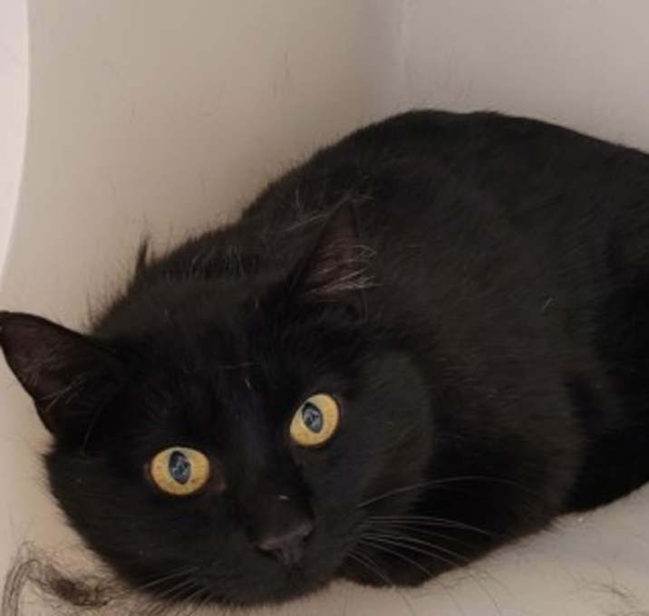 Photo of Blackie