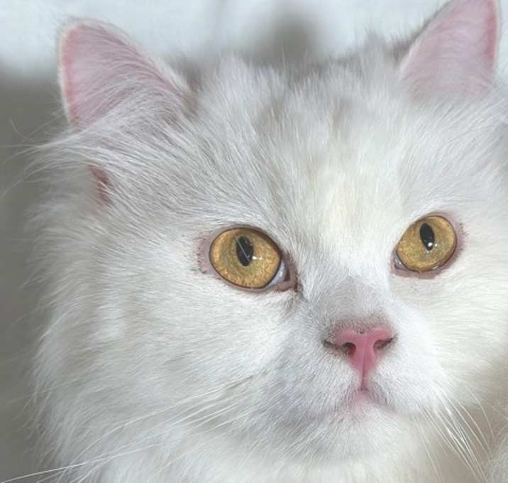 Photo of Zephyr