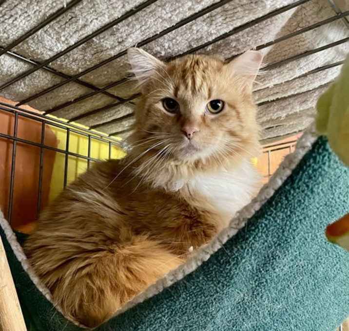 Photo of Atlas