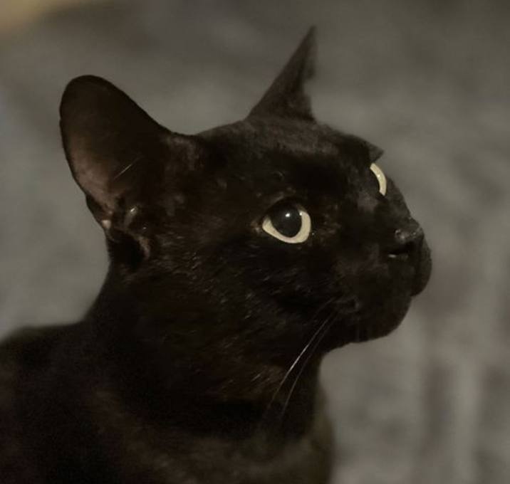 Photo of Beau