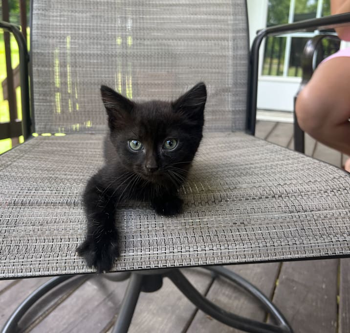 Photo of Martini
