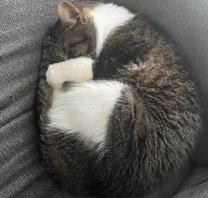 Photo of Bean