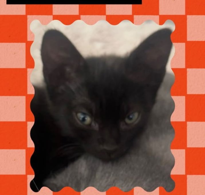Photo of Pocket 'PJ'
