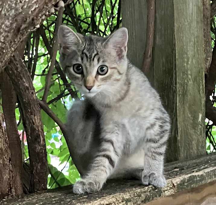 Photo of Kitty Number 4