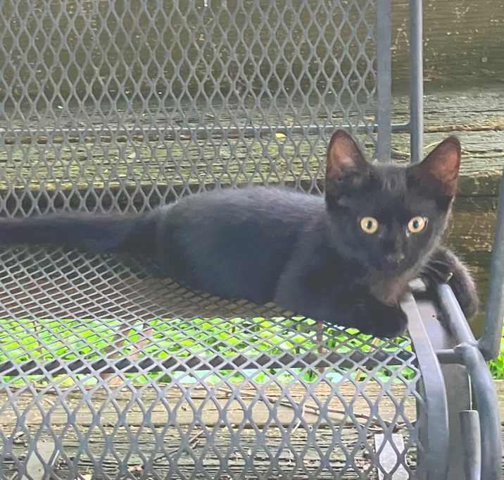 Photo of Kitty Number 1