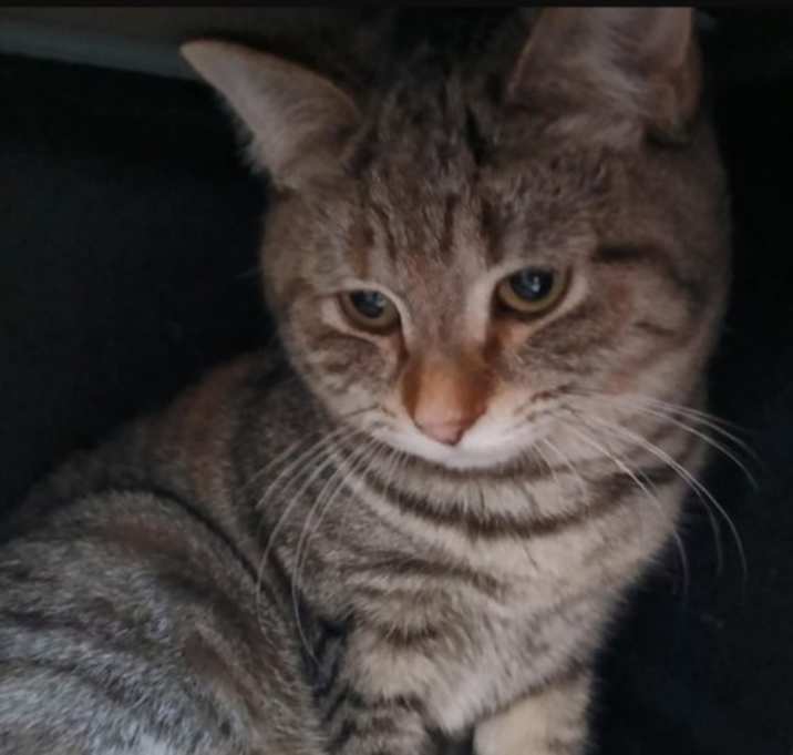 Photo of Joey