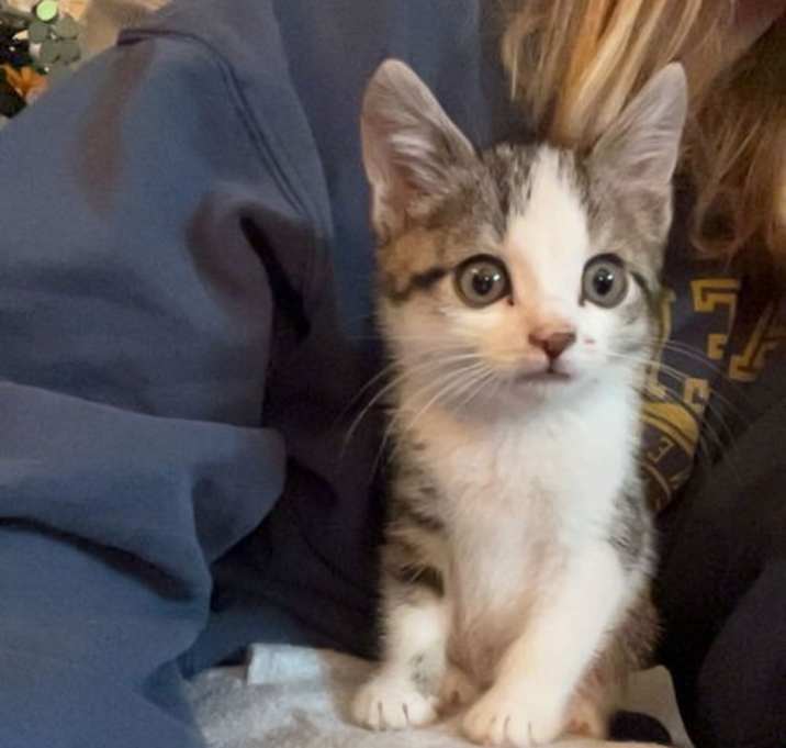 Photo of Kiwi