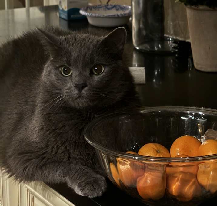 Photo of Comet