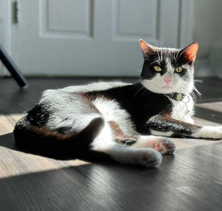 Photo of Milo