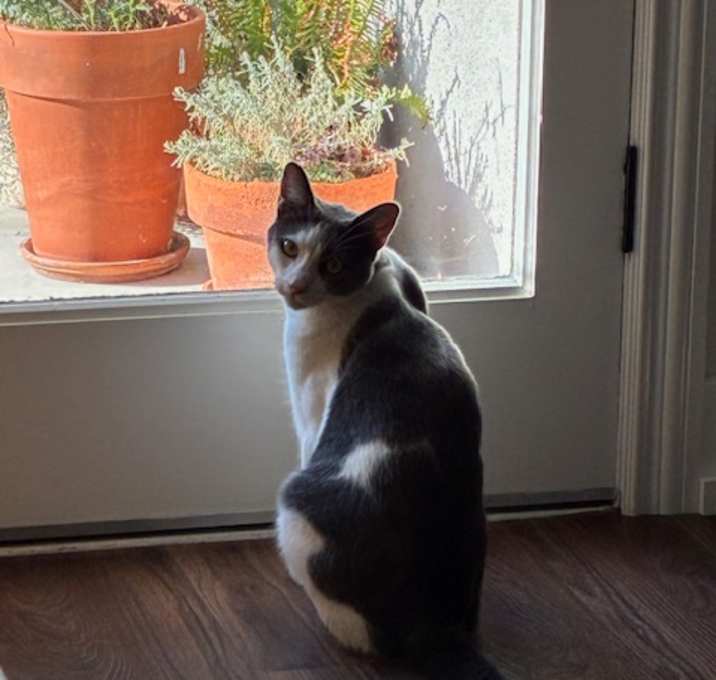 Photo of Remy