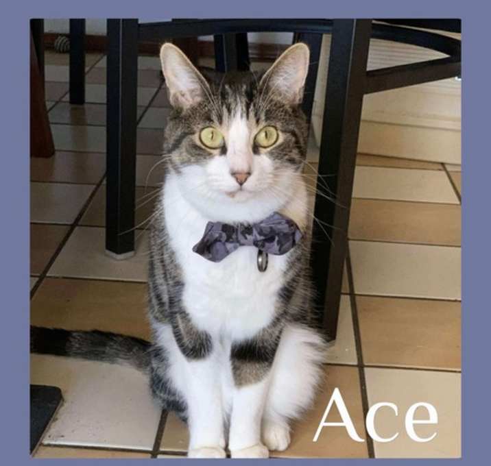 Photo of ACE