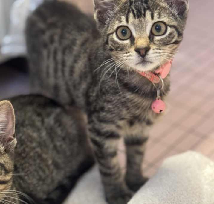 Photo of Wiggles