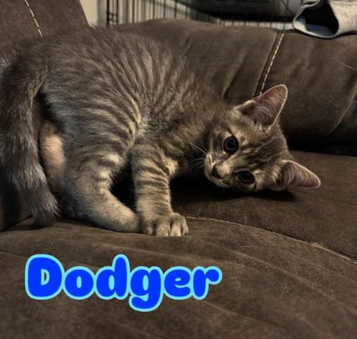 Photo of Dodger