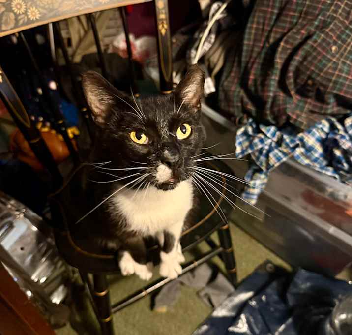 Photo of Midnight