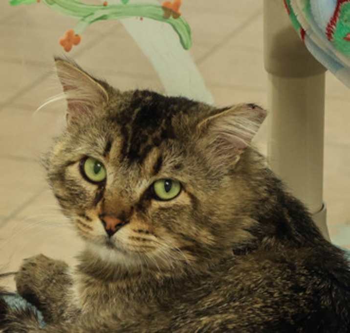 Photo of Luffy