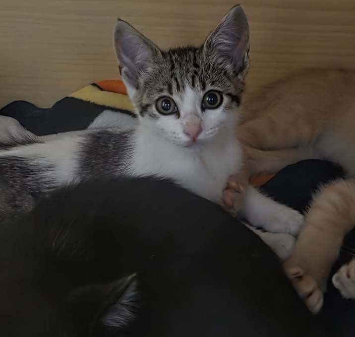 Photo of Noodles