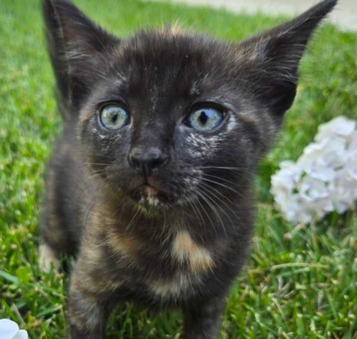 Photo of Sailor Moon