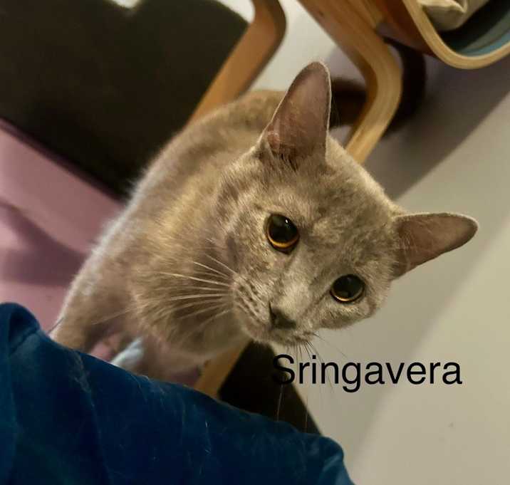 Photo of Sringavera