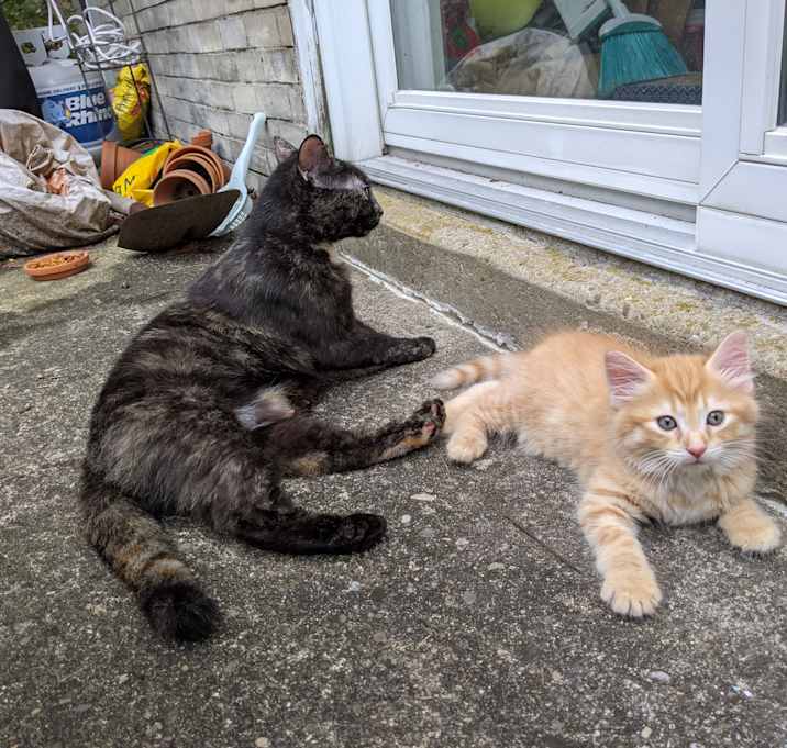 Photo of 3 kittens