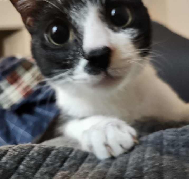 Photo of Jeeves