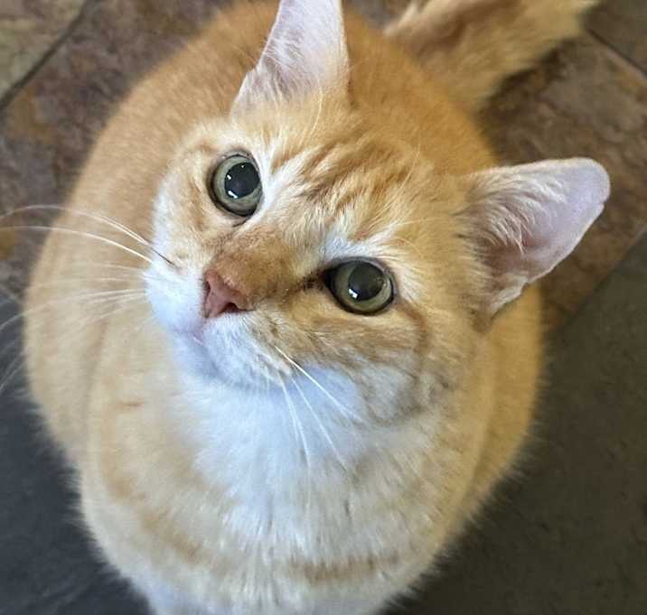 Photo of Ginger