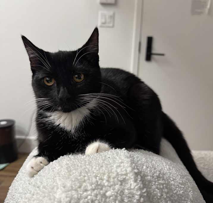 Photo of Lady