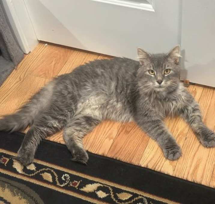 Photo of Floki