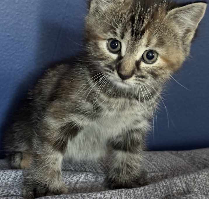 Photo of Estrella